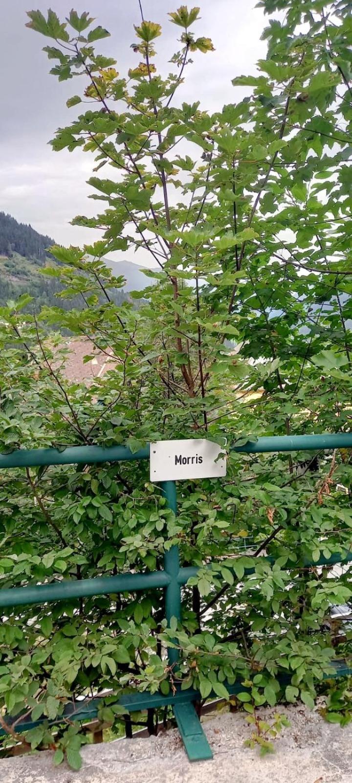 Apartment Morris Bad Gastein Ngoại thất bức ảnh
